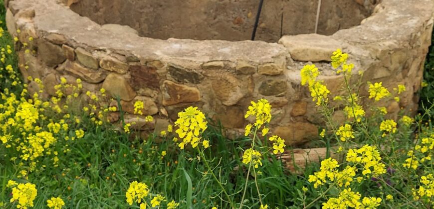 Un magnifique jardin avec un puits à vendre